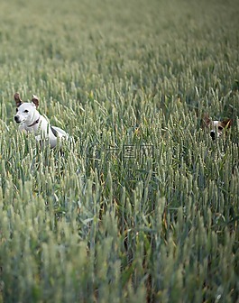 狗,草地,小獵犬