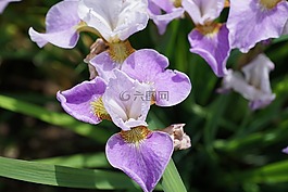 虹膜,花,開(kāi)花