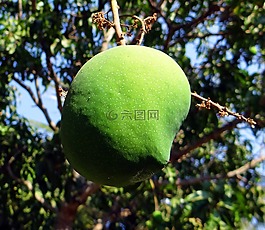 芒果,水果,熱帶水果