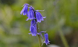 蓝星,chionodoxa luciliae,蓝色