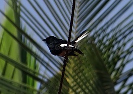 东方鹊鸲,知更鸟,copsychus saularis