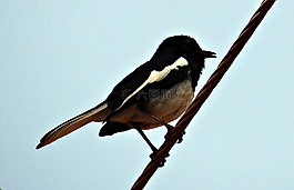 东方鹊鸲,知更鸟,copsychus saularis