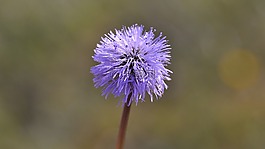 花,植物,開花