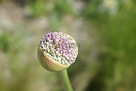 韭菜,花,开花