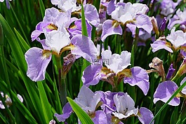 虹膜,花,開花