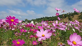 花,盛開,自然