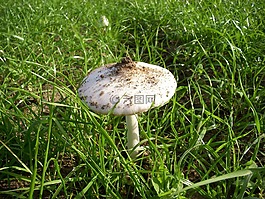 蘑菇,木耳,秋季