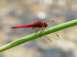 紅蜻蜓,濕地,甘蔗