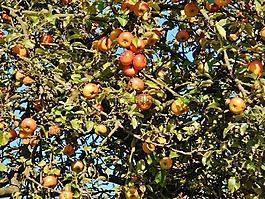 苹果树,apfelernte,10 月