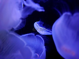 水母,水族館,水下
