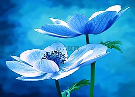 ?？?性質(zhì),鮮花