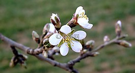 杏仁鮮花,開花,盛開杏仁分公司