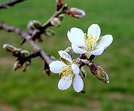 杏仁鮮花,開花,盛開杏仁分公司