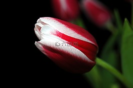 郁金香,花,春天