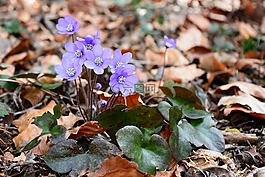 赫帕卡,開花,花