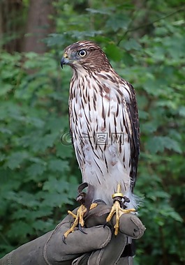 獵鷹,鳥,猛禽