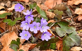 赫帕卡,開花,花