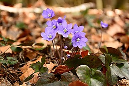 赫帕卡,開花,花