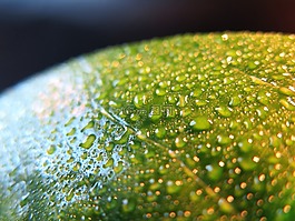 葉子,廠,綠色