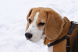 狗,小獵犬,冬季