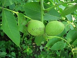 核桃,堅(jiān)果,希臘