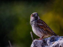 麻雀,自然,野生動物