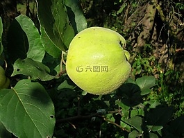 木瓜,水果