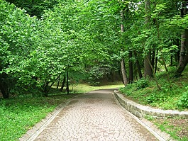 公園,市,樹(shù)木