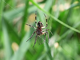 蜘蛛,节肢动物,agalenatea redii