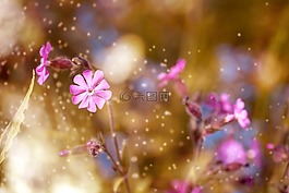 红坎皮恩,指出花,花