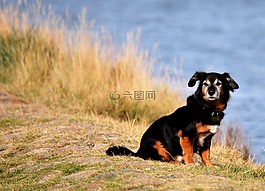 動物,狗,寵物