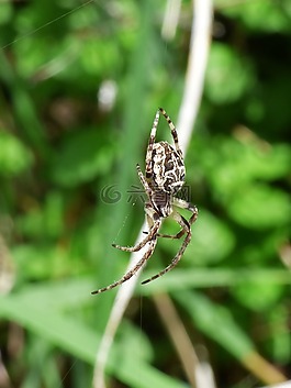 蜘蛛,节肢动物,agalenatea redii