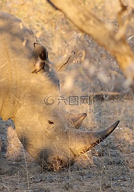 犀牛,號(hào)角,非洲