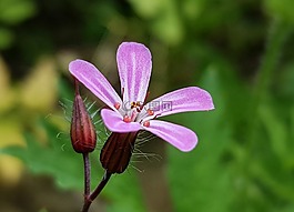 开花,花,storchschnabel