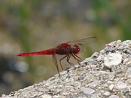 紅蜻蜓,濕地,筏