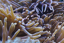 海葵,海底世界,水族館
