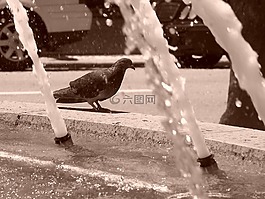 鴿子,水,動(dòng)物