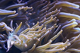 ?？?海底世界,水族館