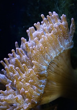 ?？?海底世界,水族館