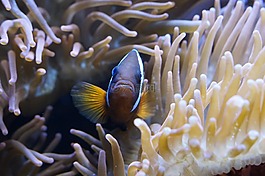?？?海底世界,水族館