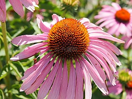 coneflower,花園,松果菊