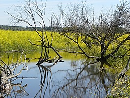 oostvaardersplassen,性質(zhì),水