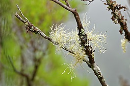 青苔,樹(shù),滴