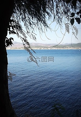見,樹,景觀