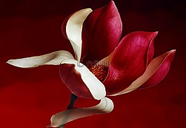 玉蘭,開(kāi)花,科