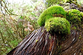 樹(shù),苔,吠