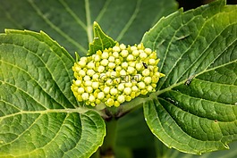 八仙花,年輕,開(kāi)花