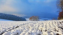 冬天,寒冬,雪