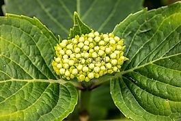 八仙花,年輕,開(kāi)花