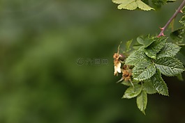 綠色,葉,植物
